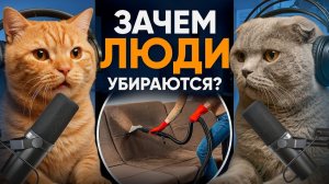 Подкаст Котов # Зачем люди убираются#
