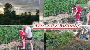 Чеснок убрали внезапно, почему и какой вырос.