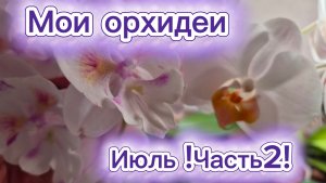 Орхидеи!Цветение летом!Часть2!