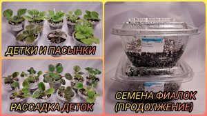 Детки и пасынки, которые укоренялись. Рассадка деток.