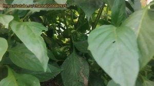 Огурцы растут прямо на грядке если сделать ЭТО