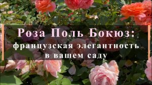 Роза Поль Бокюз: французская элегантность в вашем саду.