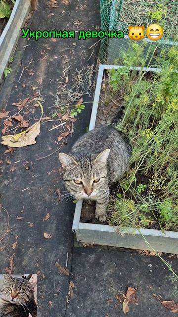 укропная девочка 🐱😁