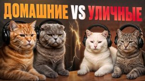 Подкаст Котов # в гостях Уличные коты