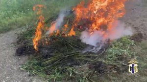 В двух районах Хабаровского края уничтожены очаги дикорастущей конопли, выявленные полицейскими