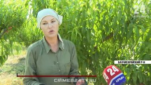 Более 62 тонн плодов собрали в персиковых садах Крыма