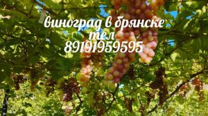 2026 год лучшие сорта винограда .