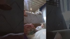 Уже неделю кошка сама не ест, кормлю её из ложки