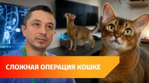 Спасти жизнь питомцу. Впервые в Уфе кошке пересадили мочеточник