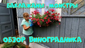 БАКЛАЖАНЫ - МОНСТРЫ  ОБЗОР ВИНОГРАДНИКА
