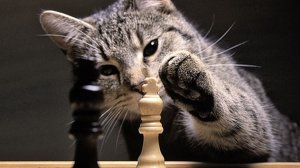 А можно я поиграю ? Cat Chess