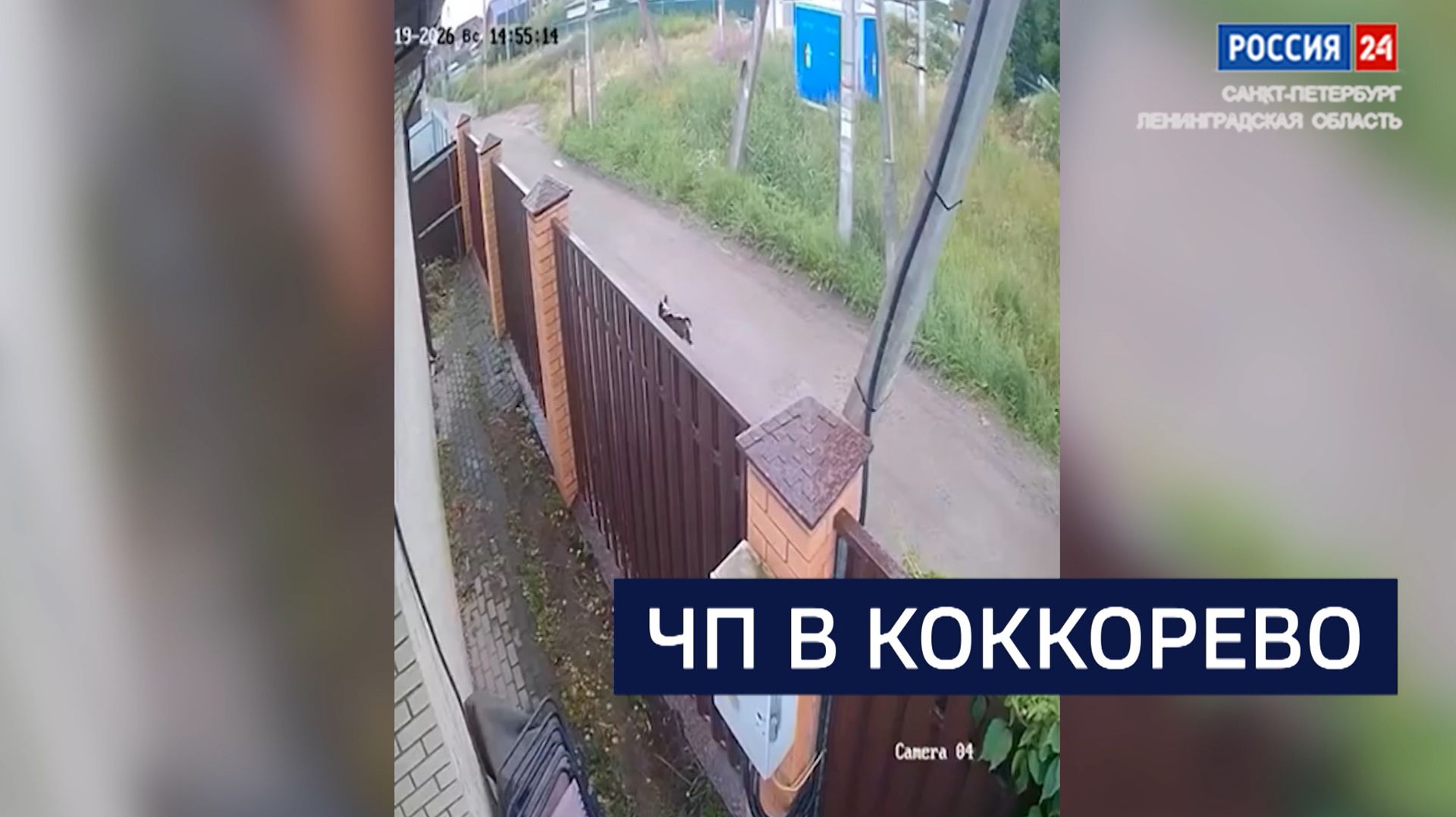 ВЕСТИ 24 Санкт-Петербург от 23.07.2026 смотреть онлайн
