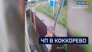ВЕСТИ 24  Санкт-Петербург от 23.07.2026