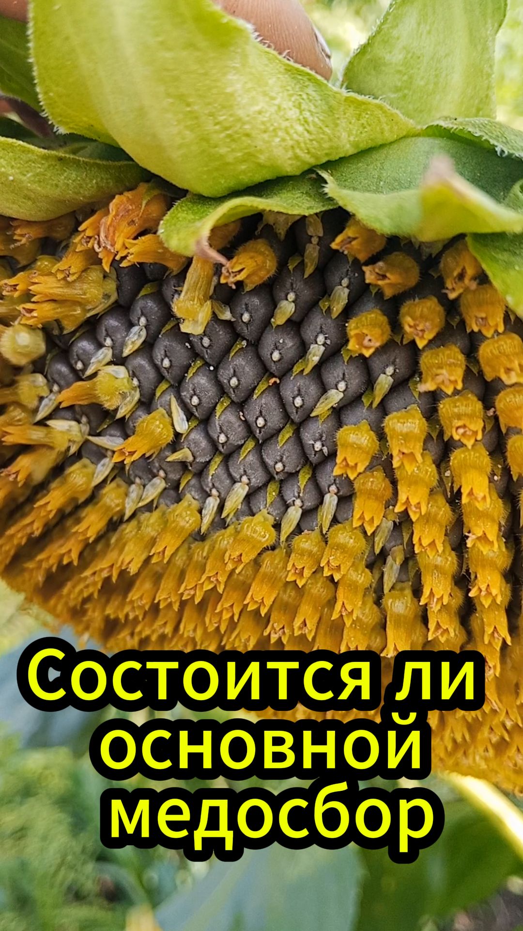 Главный медосбор начался, будет ли мёд?