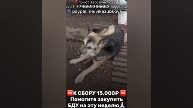 Последние крошечки еды..голодные глаза..разбитое сердце.. Помогите накормить невинных животных😢🙏🏼 Последние крошечки еды..голодные глаза..разбитое сердце.. Помогите накормить невинных животных😢🙏🏼