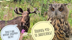 Утренний мокренький лось в цветочках. Сова Ёль решила поорать обезьяной. Кошка Морошка троллит Кофи