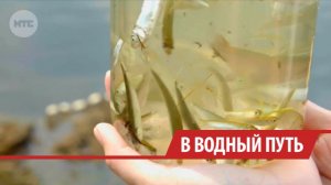 Около 740 тысяч мальков пеляди и хариуса выпустили в реку Белая в Усольском районе