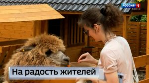 В Донецке открылся Парк альпак