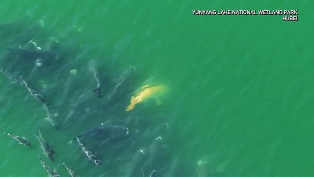 🐠«Золотой гостьт»: редчайший карп появился в водах центрального Китая 🐠«Золотой гостьт»: редчайший карп появился в водах центрального Китая