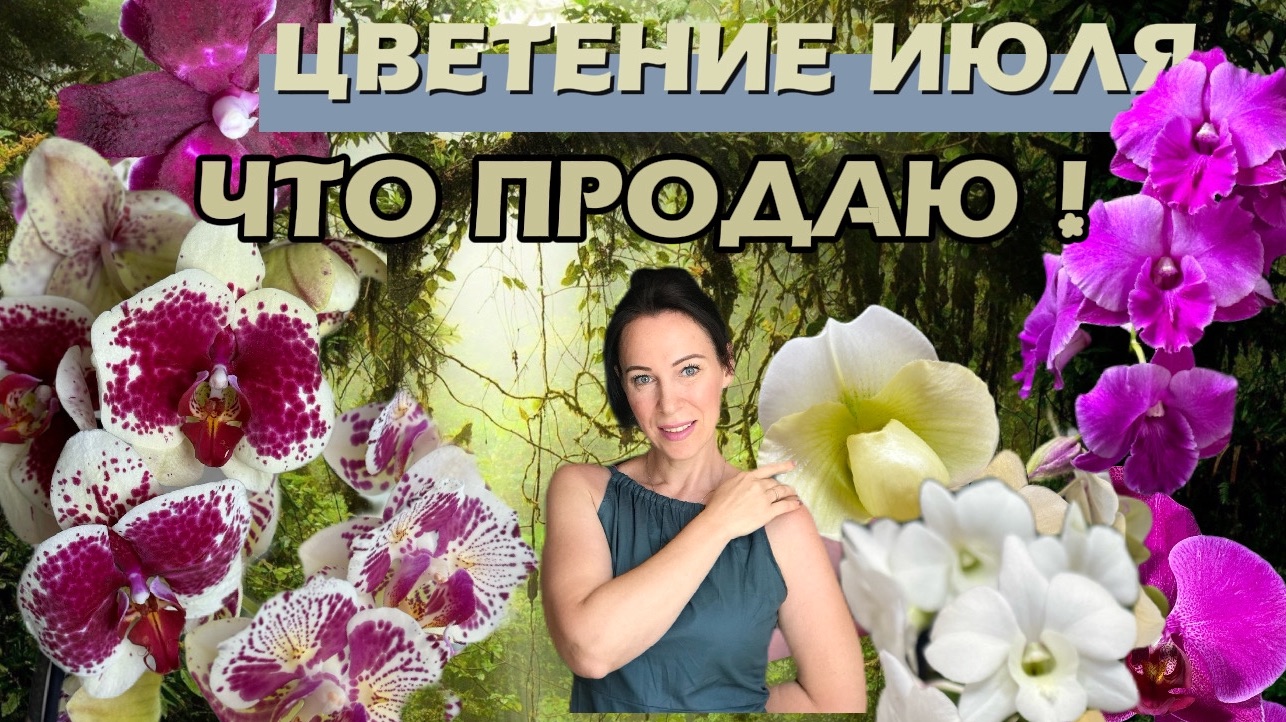КРАСИВОЕ цветение моих орхидей! ПРОДАЮ фаленопсисы! смотреть онлайн