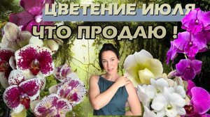 КРАСИВОЕ цветение моих орхидей! ПРОДАЮ фаленопсисы!