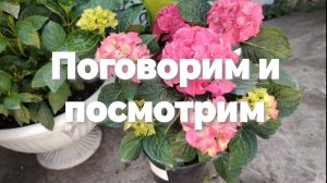 Поговорим и посмотрим. Гортензии обрезка подкормка.