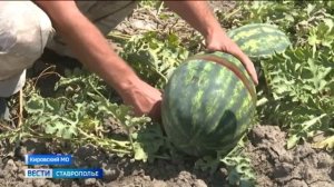 «Вести. Ставропольский край» 23.07.2026 (11.30)