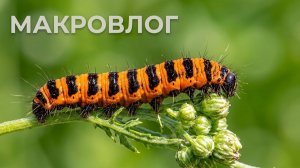 Миллиметровая Вселенная: Июльский макровлог