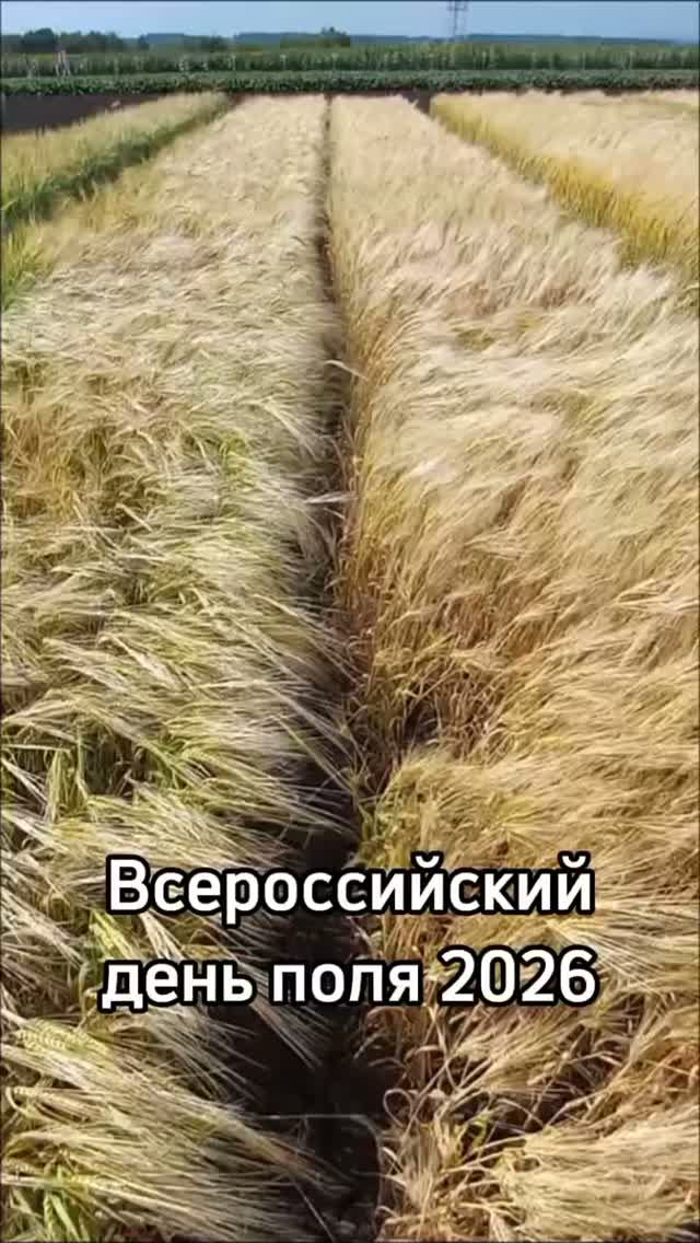 Поля, засеянные демонстрационными посевами на Всероссийском дне поля 2026 смотреть онлайн