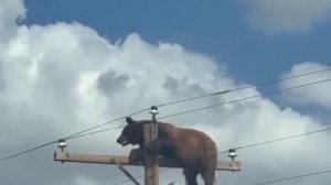 В американском штате Аризона медведь забрался на электрический столб.