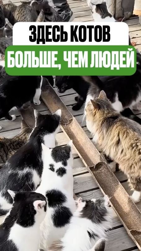 На этом острове коты главнее людей - и им даже построили храм