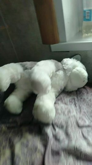 мистер бубл