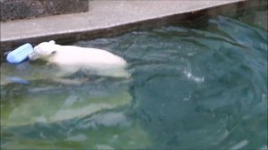 Умка прыгнул в воду и стал играть с канистрой 22.07.2026