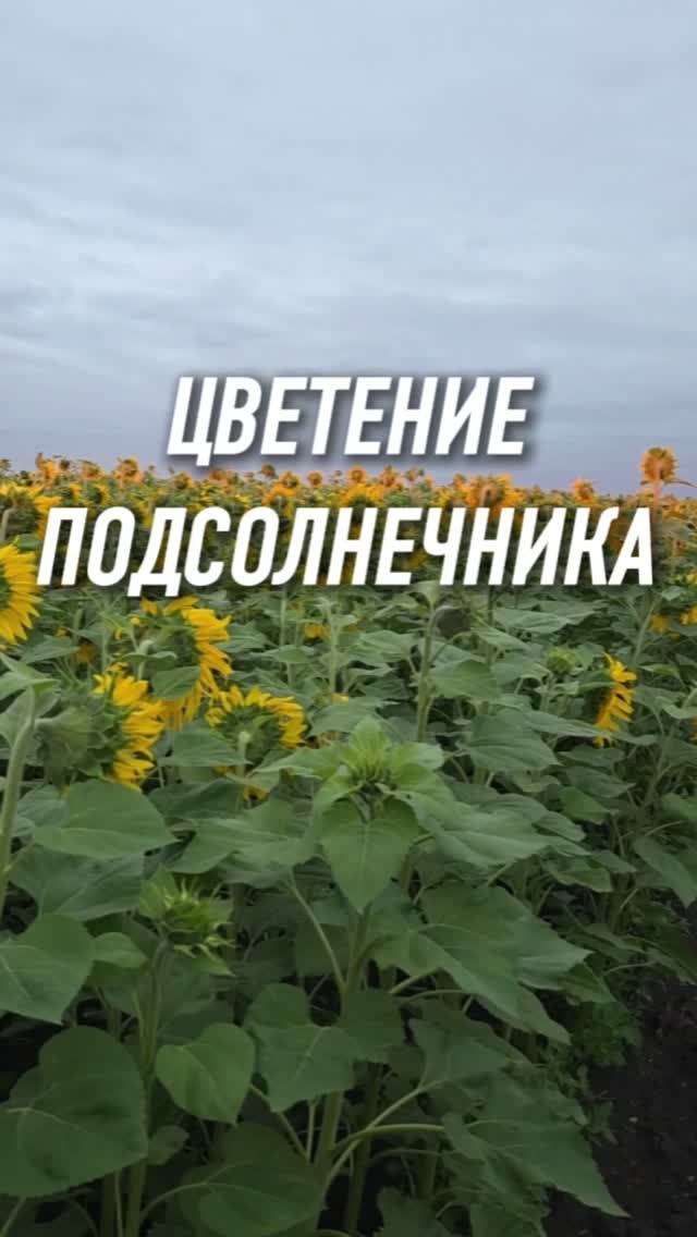 Цветение полсолнечника #AUM #YogaFerma #сельскоехозяйство #подсолнечник #фермер #поле смотреть онлайн