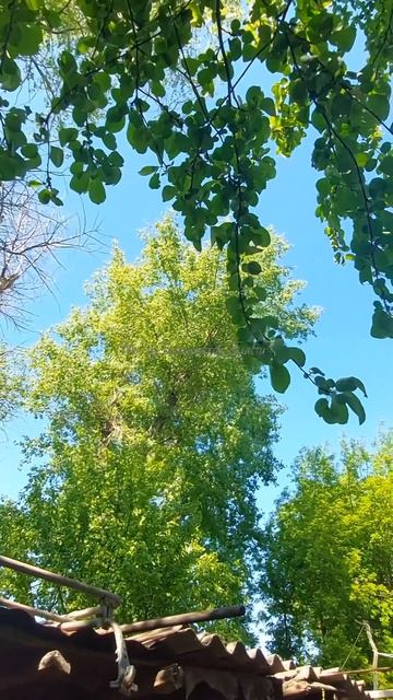 #хорошодеревне #пениептиц #май2024