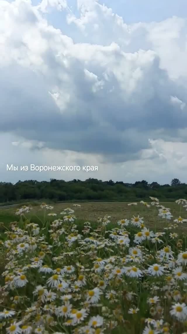 Ромашки Воронежская область 14 июля 2023г смотреть онлайн