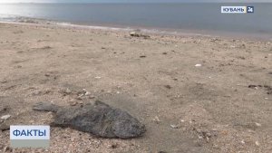 Мертвых осетров и камбалу обнаружили на берегу Азовского моря