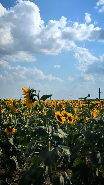 подсолнухи смотреть онлайн