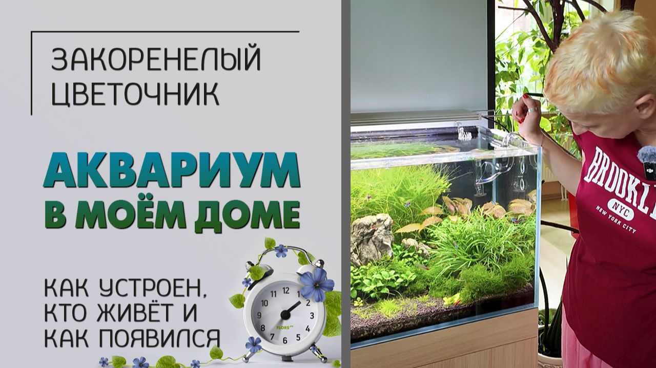 Аквариум в моём доме. Как устроен, кто живет, как появился. От полного профана в аквариумистике.
