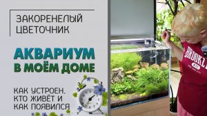 Аквариум в моём доме. Как устроен, кто живет, как появился. От полного профана в аквариумистике.