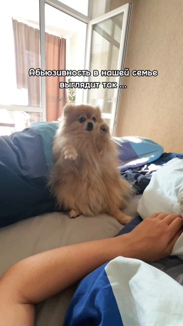 Шерстяная Абьюзивность!