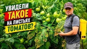 Заболели томаты на грядке. Чем и как их быстро вылечить? 🍅