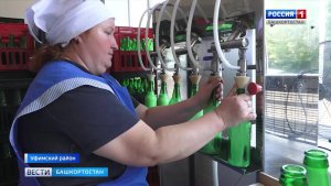 О старинных рецептах и развитии современного производства кумыса в Башкортостане - репортаж «Вестей»