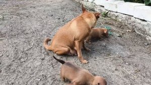 У ПЧЁЛ 🐝. Чуть не сгорели. Будет чай. Пиксики на улице 🐶