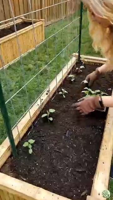 I Turned My Raised Beds Into a Cucumber Tunnel 🥒(360P) смотреть онлайн