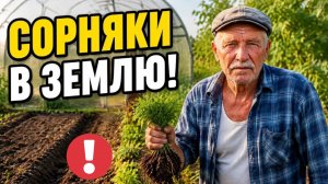 НЕ выбрасывайте сорняки! Роковая ОШИБКА июля, из-за которой вы лишаете грядки бесплатного гумуса