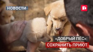 «Добрый пёс» останется: власти обещали сохранить приют.23/07/2026