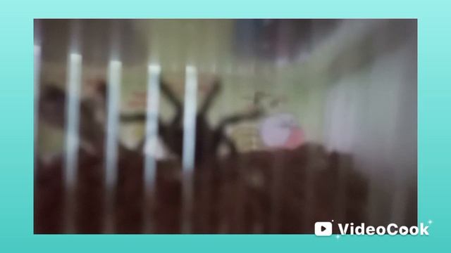 паучок паучок