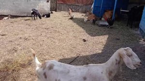 Самая важная заготовка