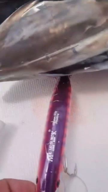 🐟 Трофейный голубой тунец — это уровень! Поздравляем Виталия с потрясающим уловом! 🎉💪 смотреть онлайн